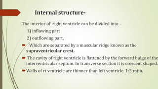 Internal structure-
The interior of right ventricle can be divided into –
1) inflowing part
2) outflowing part,
 Which are separated by a muscular ridge known as the
supraventricular crest.
 The cavity of right ventricle is flattened by the forward bulge of the
interventricular septum. In transverse section it is crescent shaped.
Walls of rt ventricle are thinner than left ventricle. 1:3 ratio.
 