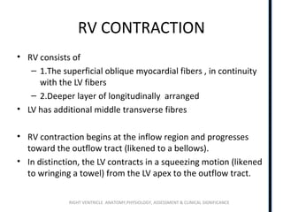 RIGHT VENTRICLE ANATOMY,PHYSIOLOGY, ASSESSMENT & CLINICAL SIGNIFICANCE
RV CONTRACTION
• RV consists of
– 1.The superficial oblique myocardial fibers , in continuity
with the LV fibers
– 2.Deeper layer of longitudinally arranged
• LV has additional middle transverse fibres
• RV contraction begins at the inflow region and progresses
toward the outflow tract (likened to a bellows).
• In distinction, the LV contracts in a squeezing motion (likened
to wringing a towel) from the LV apex to the outflow tract.
 