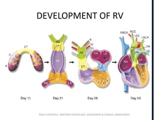 RIGHT VENTRICLE ANATOMY,PHYSIOLOGY, ASSESSMENT & CLINICAL SIGNIFICANCE
DEVELOPMENT OF RV
 