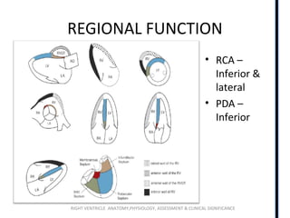 RIGHT VENTRICLE ANATOMY,PHYSIOLOGY, ASSESSMENT & CLINICAL SIGNIFICANCE
REGIONAL FUNCTION
• RCA –
Inferior &
lateral
• PDA –
Inferior
 