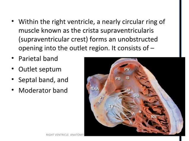 Right ventricle (RV) anatomy and functions | PPT | Heart and ...