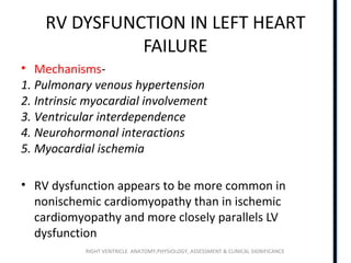 RIGHT VENTRICLE ANATOMY,PHYSIOLOGY, ASSESSMENT & CLINICAL SIGNIFICANCE
RV DYSFUNCTION IN LEFT HEART
FAILURE
• Mechanisms-
1. Pulmonary venous hypertension
2. Intrinsic myocardial involvement
3. Ventricular interdependence
4. Neurohormonal interactions
5. Myocardial ischemia
• RV dysfunction appears to be more common in
nonischemic cardiomyopathy than in ischemic
cardiomyopathy and more closely parallels LV
dysfunction
 