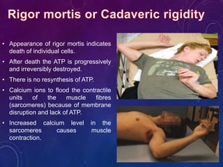 • Appearance of rigor mortis indicates
death of individual cells.
• After death the ATP is progressively
and irreversibly destroyed.
• There is no resynthesis of ATP.
• Calcium ions to flood the contractile
units of the muscle fibres
(sarcomeres) because of membrane
disruption and lack of ATP.
• Increased calcium level in the
sarcomeres causes muscle
contraction.
 