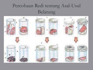 Percobaan Redi tentang Asal-Usul
           Belatung
 