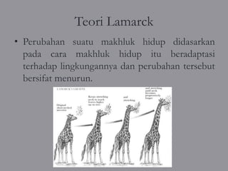 Teori Lamarck
• Perubahan suatu makhluk hidup didasarkan
  pada cara makhluk hidup itu beradaptasi
  terhadap lingkungannya dan perubahan tersebut
  bersifat menurun.
 