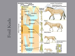 Fosil Kuda
 