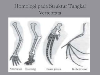 Homologi pada Struktur Tungkai
         Vertebrata
 