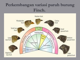 Perkembangan variasi paruh burung
            Finch.
 