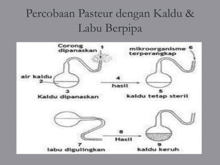 Percobaan Pasteur dengan Kaldu &
          Labu Berpipa
 