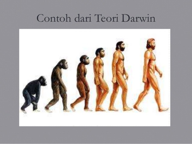 Evolusi