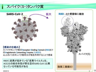 2022/6/14 32
RBDに変異が起きている「変異ウイルス」は、
ACE2との結合形態が野生型のSARS-CoV-2と異
なっている可能性がある
【感染の仕組み】
スパイクタンパク質のReceptor Binding Domain (RBD)ヒト
のAngiotensin Converting Enzyme 2 (ACE2)
以上の2つのタンパク質同士が相互作用することで感染
脂質二重膜(E)
RBD→ヒト受容体に結合
スパイク(S)
拡大
SARS-CoV-2
スパイク（S-)タンパク質
 