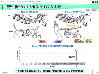 40
・ N501Y変異によって、-40 kcal/mol程IFIEの安定化が増加
野生株(Asn501) B.1.1.7株(Tyr501)
ACE2
RBD
Asn501
Tyr501
-10 kcal/mol +10 kcal/mol ACE2のTyr41やLys353が
N501Y変異で強く相互作用
N501Y
B.1.1.7株-野生株のRBD側から見たΔIFIE
野生株-B.1.1.7株（N501Y）の比較
（俗称：英国株）
2022/6/14
Ref.; K. Akisawa et al., Jpn. J. Appl. Phys. 60 (2021) 090901.
【富岳】
 