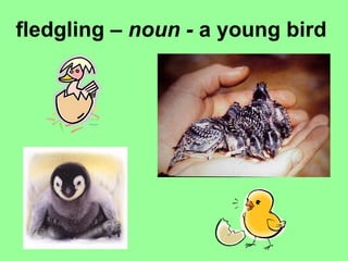 fledgling –  noun -  a young bird   