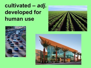 cultivated –  adj.  - developed for human use 