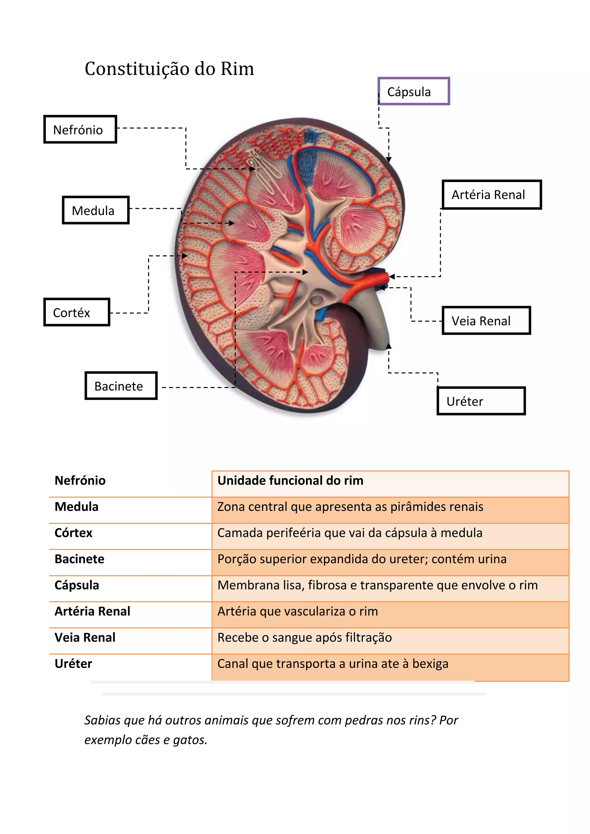 Sistema Urinário - O Rim | PDF
