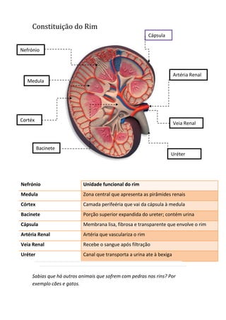 Constituição do Rim
Nefrónio Unidade funcional do rim
Medula Zona central que apresenta as pirâmides renais
Córtex Camada perifeéria que vai da cápsula à medula
Bacinete Porção superior expandida do ureter; contém urina
Cápsula Membrana lisa, fibrosa e transparente que envolve o rim
Artéria Renal Artéria que vasculariza o rim
Veia Renal Recebe o sangue após filtração
Uréter Canal que transporta a urina ate à bexiga
Sabias que há outros animais que sofrem com pedras nos rins? Por
exemplo cães e gatos.
Cápsula
Medula
Veia Renal
Artéria Renal
Uréter
Cortéx
Bacinete
eeeeee
Nefrónio
 