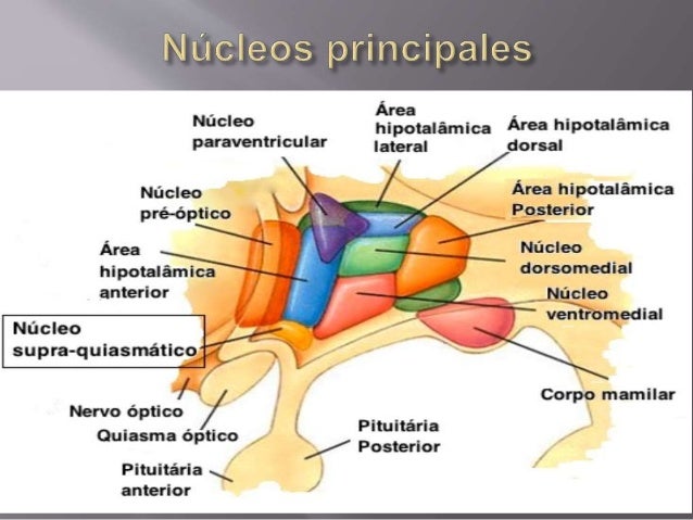 Resultado de imagen de areas y nucleos del hipotalamo