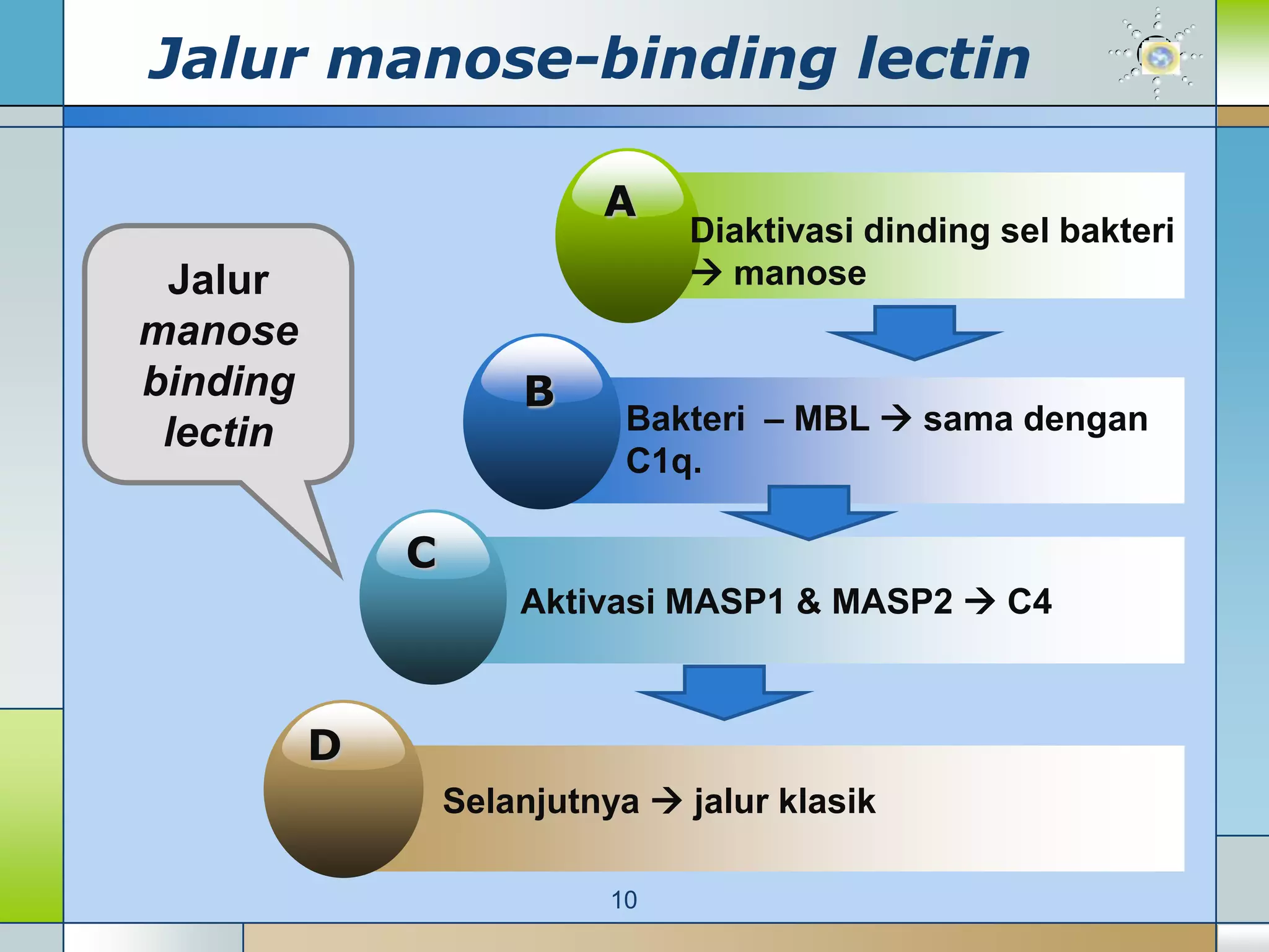 Jalur manose-binding lectin

                           A
                                 Diaktivasi dinding sel bakteri
 Jalur                            manose
manose
binding               B
 lectin                      Bakteri – MBL  sama dengan
                             C1q.

              C
                      Aktivasi MASP1 & MASP2  C4



          D
                  Selanjutnya  jalur klasik

                            10
 