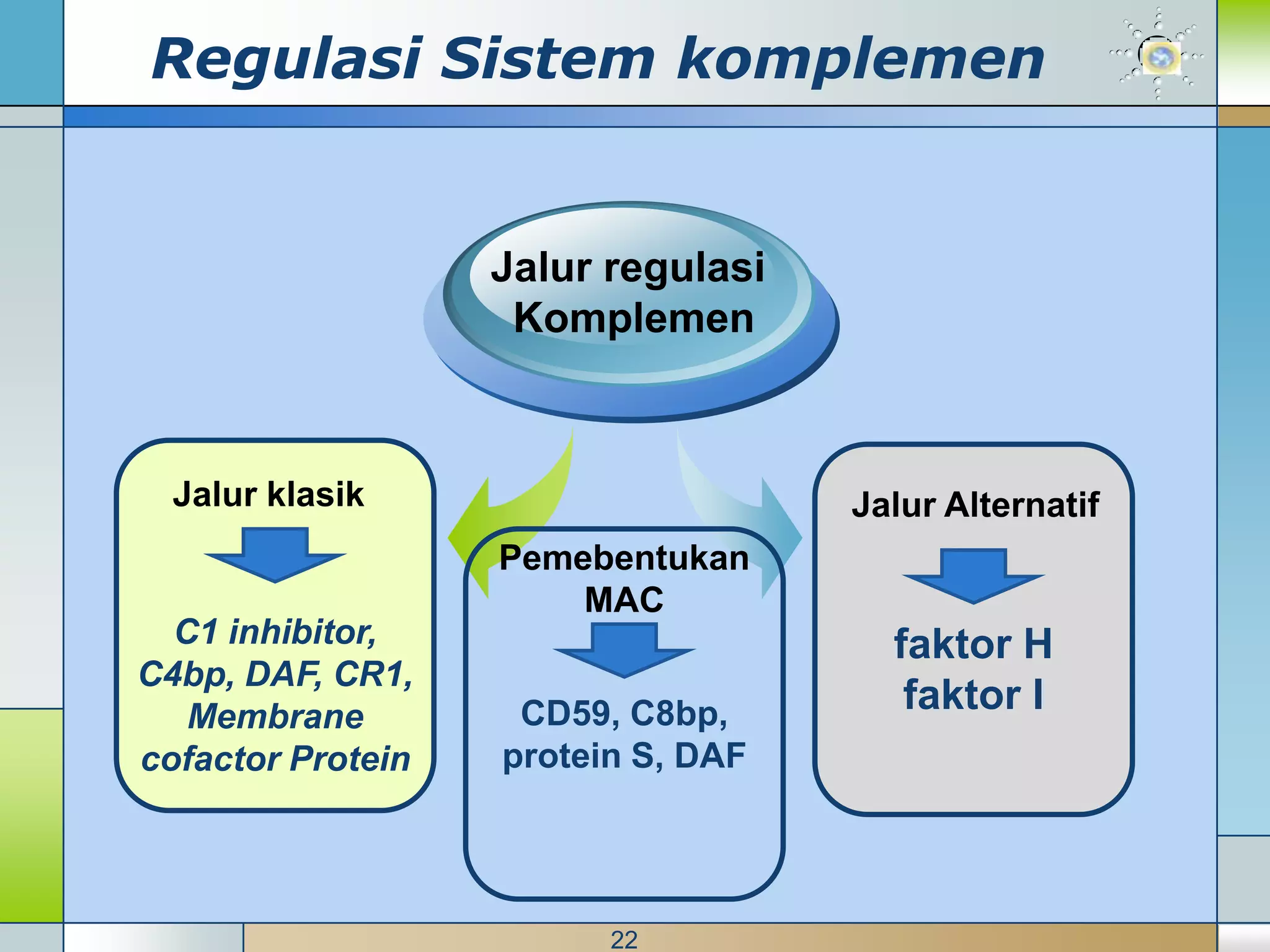 Regulasi Sistem komplemen


                   Jalur regulasi
                    Komplemen



  Jalur klasik                      Jalur Alternatif
                   Pemebentukan
                       MAC
  C1 inhibitor,                       faktor H
C4bp, DAF, CR1,
   Membrane         CD59, C8bp,        faktor I
cofactor Protein   protein S, DAF




                         22
 