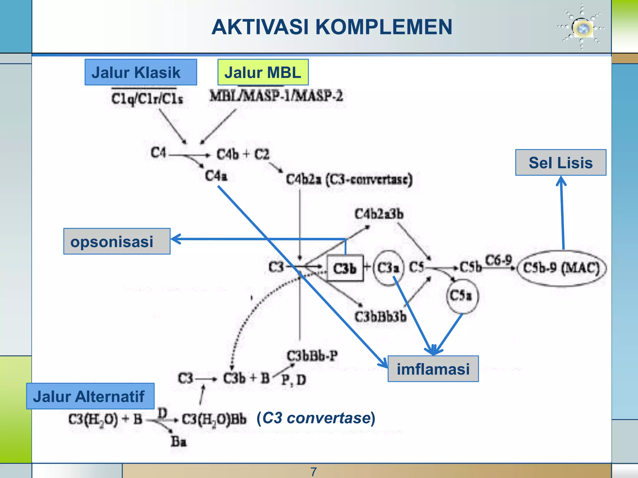 AKTIVASI KOMPLEMEN

        Jalur Klasik   Jalur MBL




                                                        Sel Lisis



     opsonisasi




                                            imflamasi
Jalur Alternatif
                          (C3 convertase)


                                   7
 