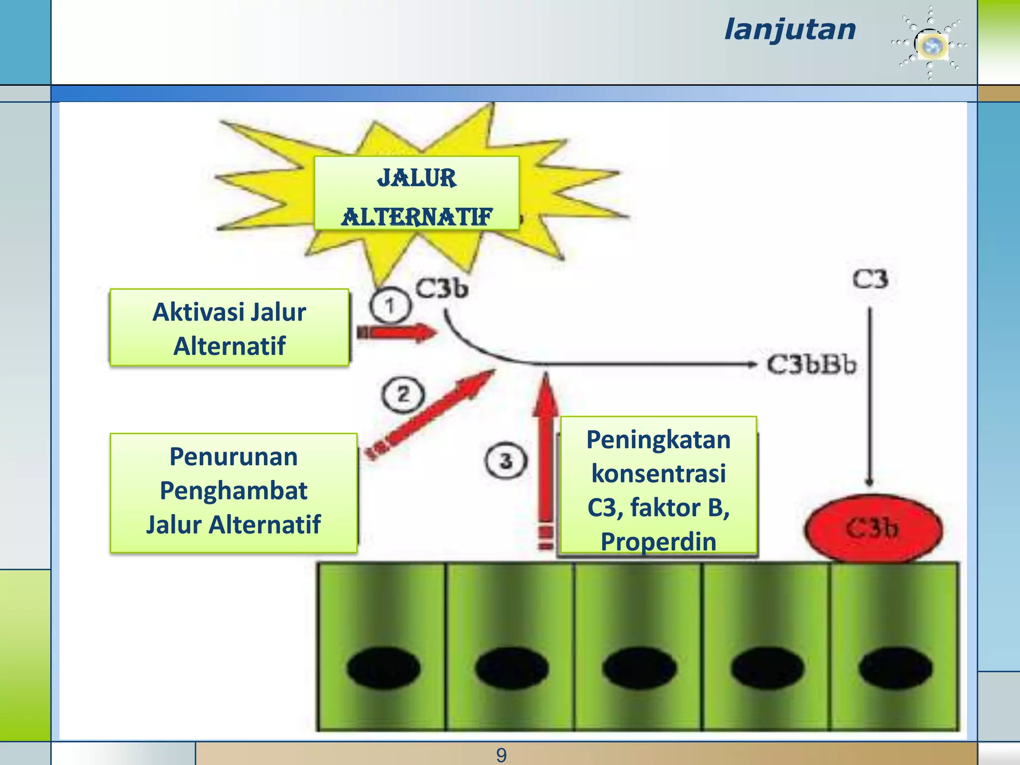 lanjutan




                     Jalur
                   Alternatif


Aktivasi Jalur
 Alternatif


                                    Peningkatan
  Penurunan
                                    konsentrasi
 Penghambat
                                    C3, faktor B,
Jalur Alternatif
                                     Properdin




                                9
 