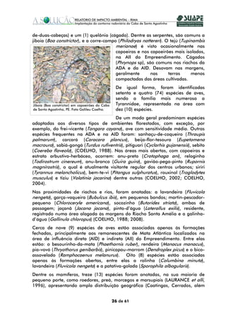 de-duas-cabeças) e um (1) quelônio (cágado). Dentre as serpentes, são comuns a
jiboia (Boa constrictor), e a corre-campo (Philodryas nattereri). O tejú (Tupinambis
                                         merianae) é visto ocasionalmente nas
                                         capoeiras e nos capoeirões mais isolados,
                                         na AII do Empreendimento. Cágados
                                         (Phrynops sp), são comuns nos riachos da
                                         ADA e da AID. Desovam nas margens,
                                         geralmente       nas      terras     menos
                                         compactadas das áreas cultivadas.
                                                  De igual forma, foram identificadas
                                                  setenta e quatro (74) espécies de aves,
                                                  sendo a família mais numerosa a
Jiboia (Boa constrictor) em capoeirões do Cabo    Tyrannidae, representada na área com
de Santo Agostinho, PE. Foto Galileu Coelho.      dez (10) espécies.
                                        De um modo geral predominam espécies
adaptadas aos diversos tipos de ambientes florestados, com exceção, por
exemplo, do frei-vicente (Tangara cayana), ave com sensitividade média. Outras
espécies frequentes na ADA e na AID foram: sanhaçu-de-coqueiro (Thraupis
palmarum), carcará (Caracara plancus), beija-flor-tesoura (Eupetomena
macroura), sabiá-gongá (Turdus rufiventris), pitiguari (Cyclarhis gujanensis), sebito
(Coereba flaveola), (COELHO, 1988). Nas áreas mais abertas, com capoeiras e
estrato arbustivo-herbáceo, ocorrem: anu-preto (Crotophaga ani), reloginho
(Todirostrum cinereum), anu-branco (Guira guira), gavião-pega-pinto (Rupornis
magnirostris), o qual é atualmente visitante regular dos centros urbanos; siriri
(Tyrannus melancholicus), bem-te-vi (Pitangus sulphuratus), rouxinol (Troglodytes
musculus) e tiziu (Volatinia jacarina) dentre outras (COELHO, 2002; COELHO,
2004).
Nas proximidades de riachos e rios, foram anotadas: a lavandeira (Fluvicola
nengeta), garça-vaqueira (Bubulcus ibis), em pequenos bandos; martin-pescador-
pequeno (Chloroceryle americana), socozinho (Butorides striata), ambas de
passagem; jaçanã (Jacana jacana), pinto-d’água (Laterallus exilis), residente,
registrado numa área alagada às margens do Riacho Santa Amélia e a galinha-
d’água (Gallinula chloropus) (COELHO, 1988; 2008).
Cerca de nove (9) espécies de aves estão associadas apenas às formações
fechadas, principalmente aos remanescentes de Mata Atlântica localizados na
área de influência direta (AID) e indireta (AII) do Empreendimento. Entre elas
estão: o besourinho-da-mata (Phaethornis ruber), rendeira (Manacus manacus),
pia-vovó (Thryothorus genibarbis), pinicapau-marrom (Dendroplex picus) e o bico-
assovelado (Ramphocaenus melanurus). Oito (8) espécies estão associadas
apenas às formações abertas, entre elas a rolinha (Columbina minuta),
lavandeira (Fluvicola nengeta) e a patativa-golada (Sporophila albogularis).
Dentre os mamíferos, treze (13) espécies foram anotadas, na sua maioria de
pequeno porte, como roedores, preá, morcegos e marsupiais (LAURANCE et alli,
1996), apresentando ampla distribuição geográfica (Caatingas, Cerrados, além


                                                 26 de 61
 