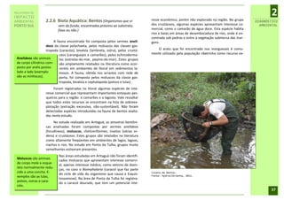 RELATÓRIO DE
IMPACTO
                                                                                                                                                         2
AMBIENTAL           2.2.6 Biota Aquática: Bentos (Organismos que vi-                 resse econômico, porém não explorado na região. No grupo     DIAGNÓSTICO
PORTO SUL                   vem do fundo, encontrados próximo ao substrato,          dos crustáceos, algumas espécies apresentam interesse co-      AMBIENTAL
                            fixos ou não.)                                           mercial, como o camarão de água doce. Esta espécie habita
                                                                                     rios e baías em áreas de desembocadura de rios, onde é en-
                                                                                     contrada sob pedras e entre a vegetação submersa das mar-
                          A fauna encontrada foi composta pelos vermes anelí-        gens.
                     deos da classe polychaeta, pelos moluscos das classes gas-
                     tropoda (caracóis), bivalvia (lambreta, ostra), pelos crustá-       O aratu que foi encontrado nos manguezais é comu-
                             ceos (caranguejos e camarões), pelos echinoderma-       mente utilizado pela população ribeirinha como recurso ex-
 Anelídeos são animais       tas (estrelas-do-mar, pepino-do-mar). Estes grupos
 de corpo cilíndrico com-    são amplamente relatados na literatura como ocor-
 posto por anéis postos      rentes em ambientes de litoral em sedimentos la-
 lado a lado (exemplo        mosos. A fauna, obtida nos arrastos com rede de
 são as minhocas).           porta, foi composta pelos moluscos da classe gas-
                             tropoda, bivalvia e cephalopoda (polvos e lulas) .
                         Foram registradas no litoral algumas espécies de inte-
                    resse comercial que representam importantes estoques pes-
                    queiros para a região: o camarões e a lagosta. Vale ressaltar
                    que todos estes recursos se encontram na lista de sobreex-
                    plotação (extração excessiva, não-sustentável). Não foram
                    detectadas espécies introduzidas na fauna de bentos avalia-
                    das neste estudo.
                         No estudo realizado em Aritaguá, as amostras bentôni-
                    cas analisadas foram compostas por vermes anelídeos
                    (hirudíneos), moluscos, cheliceriformes, insetos (várias or-
                    dens) e crustáceos. Estes grupos são relatados na literatura
                    como altamente freqüentes em ambientes de lagos, lagoas,
                    riachos e rios. No estudo em Ponta da Tulha, grupos muito
                    semelhantes estiveram presentes.
                             Nas áreas estudadas em Aritaguá não foram identifi-
 Moluscos são animais
                             cados moluscos que apresentam interesse comerci-
 de corpo mole e esque-
                             al, apenas interesse médico, como vetores de doen-
 leto normalmente redu-
                             ças, no caso o Biomphalaria (caracol que faz parte
 zido a uma concha. E-                                                               Coleta de Bentos.
                             do ciclo de vida do organismo que causa a Esquis-       Fonte: HydrosOrienta, 2011.
 xemplos são as lulas,
                             tossomose). Na área de Ponta da Tulha foi registra-
 polvos, ostras e cara-
                             do o caracol dourado, que tem um potencial inte-
 cóis.
                                                                                                                                                         37
 