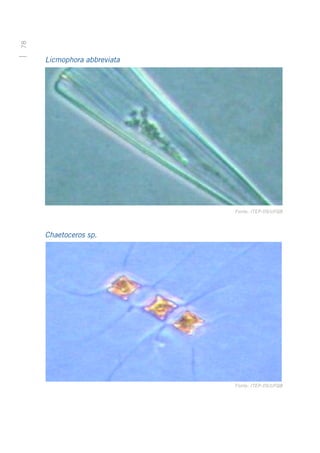 78




     Licmophora abbreviata




                             Fonte: ITEP-OS/UFQB




     Chaetoceros sp.




                             Fonte: ITEP-OS/UFQB
 