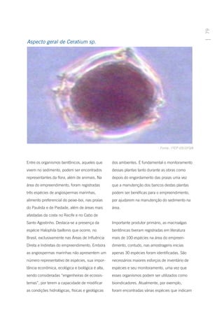 79
Aspecto geral de Ceratium sp.




                                                                              Fonte: ITEP-OS/UFQB



Entre os organismos bentônicos, aqueles que       dos ambientes. É fundamental o monitoramento
vivem no sedimento, podem ser encontrados         dessas plantas tanto durante as obras como
representantes da flora, além de animais. Na      depois do engordamento das praias uma vez
área do empreendimento, foram registradas         que a manutenção dos bancos destas plantas
três espécies de angiospermas marinhas,           podem ser benéficas para o empreendimento,
alimento preferencial do peixe-boi, nas praias    por ajudarem na manutenção do sedimento na
do Paulista e de Piedade, além de áreas mais      área.
afastadas da costa no Recife e no Cabo de
Santo Agostinho. Destaca-se a presença da         Importante produtor primário, as macroalgas
espécie Halophila baillonis que ocorre, no        bentônicas tiveram registradas em literatura
Brasil, exclusivamente nas Áreas de Influência    mais de 100 espécies na área do empreen-
Direta e Indiretas do empreendimento. Embora      dimento, contudo, nas amostragens inicias
as angiospermas marinhas não apresentem um        apenas 30 espécies foram identificadas. São
número representativo de espécies, sua impor-     necessários maiores esforços de inventário de
tância econômica, ecológica e biológica é alta,   espécies e seu monitoramento, uma vez que
sendo consideradas “engenheiras de ecossis-       esses organismos podem ser utilizados como
temas”, por terem a capacidade de modificar       bioindicadores. Atualmente, por exemplo,
as condições hidrológicas, físicas e geológicas   foram encontradas várias espécies que indicam
 