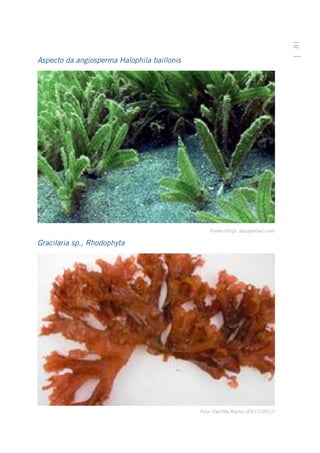 81
Aspecto da angiosperma Halophila baillonis




                                                 Fonte://http: aquaportail.com/

Gracilaria sp., Rhodophyta




                                             Foto: Cacilda Rocha (25/11/2011)
 