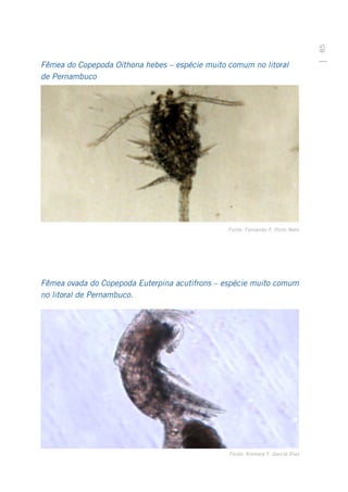 85
Fêmea do Copepoda Oithona hebes – espécie muito comum no litoral
de Pernambuco




                                                Fonte: Fernando F. Porto Neto




Fêmea ovada do Copepoda Euterpina acutifrons – espécie muito comum
no litoral de Pernambuco.




                                                Fonte: Xiomara F. García-Díaz
 