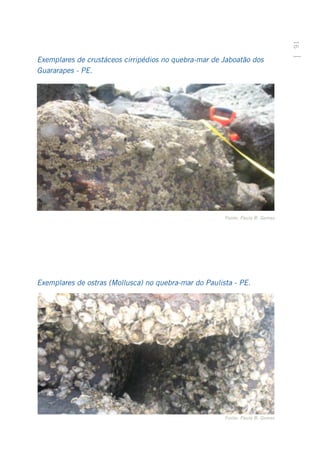 91
Exemplares de crustáceos cirripédios no quebra-mar de Jaboatão dos
Guararapes - PE.




                                                       Fonte: Paula B. Gomes




Exemplares de ostras (Mollusca) no quebra-mar do Paulista - PE.




                                                       Fonte: Paula B. Gomes
 