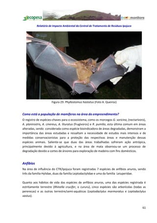 Relatório de Impacto Ambiental da Central de Tratamento de Resíduos Ipojuca




                      Figura 29. Phyllostomus hastatus (Foto A. Queiroz)


Como está a população de mamíferos na área do empreendimento?
O registro de espécies-chaves para o ecossistema, como os morcegos G. soricina, (nectarívoro),
A. planirostris, A. cinereus, A. lituratus (frugívoros) e R. pumilio, esta última comum em áreas
alteradas, sendo considerada como espécie bioindicadora de áreas degradadas, demonstram a
importância das áreas estudadas e ressaltam a necessidade de estudos mais intensos e de
medidas conservacionistas para a proteção das respectivas áreas e manutenção dessas
espécies animais. Saliente-se que duas das áreas trabalhadas sofreram ação antrópica,
principalmente devido à agricultura, e na área de mata observou-se um processo de
degradação devido a cortes de árvores para exploração de madeira com fins domésticos.


Anfíbios
Na área de influência do CTR/Ipojuca foram registradas 7 espécies de anfíbios anuros, sendo
três da família Hylidae, duas da família Leptodactylidae e uma da família Leiuperidae.

Quanto aos hábitos de vida das espécies de anfíbios anuros, uma das espécies registrada é
estritamente terrestre (Rhinella crucifer, o cururu), cinco espécies são arborícolas (todas as
pererecas) e as outras terrestre/semi-aquáticas (Leptodactylus marmoratus e Leptodactylus
vastus).


                                                                                             61
 