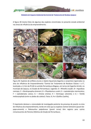 Relatório de Impacto Ambiental da Central de Tratamento de Resíduos Ipojuca



A figura 30 mostra fotos de algumas das espécies encontradas no presente estudo ambiental
nas áreas de influência do empreendimento.




Figura 30. Espécies de anfíbios anuros e répteis Squamata (lagartos e serpentes) registradas na
área de influência do Empreendimento Central de Tratamento de Resíduos Classes I e II",
localizado a 1,5 km da PE-60 no sentido Pernambuco-Alagoas, em terras do Engenho Arimbi, no
município de Ipojuca, no Estado de Pernambuco. Legenda: A = Rhinella crucifer; B = Hypsiboas
raniceps; C = Dendropsophus branneri; D = Physalaemus cuvieri; E = Leptodactylus marmoratus;
F = Leptodactylus vastus; G = Ameiva ameiva; H = Kentropyx calcarata; e G = Tantila
melanocephala (entre os dedos do coletor). Fotos: A, H e I (Galileu Coelho),



É importante destacar a necessidade de investigação posterior da presença de jacarés na área
de influência do empreendimento, tendo em vista que as espécies Caiman latirostris (jacaré-de-
papo-amarelo) e Paleosuchus palpebrosus (jacaré coroa) têm registro para outros
remanescentes de Floresta Atlântica do Estado de Pernambuco.



                                                                                            63
 