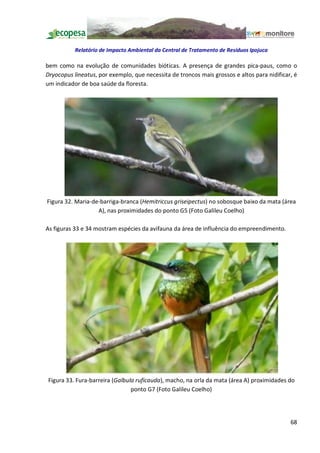 Relatório de Impacto Ambiental da Central de Tratamento de Resíduos Ipojuca

bem como na evolução de comunidades bióticas. A presença de grandes pica-paus, como o
Dryocopus lineatus, por exemplo, que necessita de troncos mais grossos e altos para nidificar, é
um indicador de boa saúde da floresta.




Figura 32. Maria-de-barriga-branca (Hemitriccus griseipectus) no sobosque baixo da mata (área
                   A), nas proximidades do ponto G5 (Foto Galileu Coelho)

As figuras 33 e 34 mostram espécies da avifauna da área de influência do empreendimento.




Figura 33. Fura-barreira (Galbula ruficauda), macho, na orla da mata (área A) proximidades do
                                ponto G7 (Foto Galileu Coelho)




                                                                                             68
 