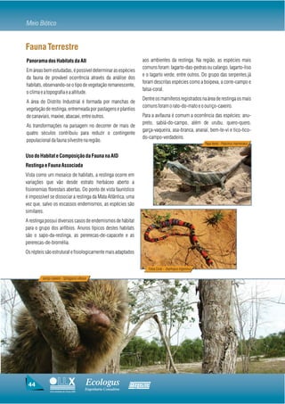 Meio Biótico


Fauna Terrestre
Panorama dos Habitats da AII                                           aos ambientes da restinga. Na região, as espécies mais
                                                                       comuns foram: lagarto-das-pedras ou calango, lagarto-liso
Em áreas bem estudadas, é possível determinar as espécies
                                                                       e o lagarto verde, entre outros. Do grupo das serpentes,já
da fauna de provável ocorrência através da análise dos
                                                                       foram descritas espécies como a boipeva, a corre-campo e
habitats, observando-se o tipo de vegetação remanescente,
                                                                       falsa-coral.
o clima e a topografia e a altitude.
                                                                       Dentre os mamíferos registrados na área de restinga os mais
A área do Distrito Industrial é formada por manchas de
                                                                       comuns foram o rato-do-mato e o ouriço-caxeiro.
vegetação de restinga, entremeada por pastagens e plantios
de canaviais, maxixe, abacaxi, entre outros.                           Para a avifauna é comum a ocorrência das espécies: anu-
                                                                       preto, sabiá-do-campo, além de urubu, quero-quero,
As transformações na paisagem no decorrer de mais de
                                                                       garça-vaqueira, asa-branca, ananaí, bem-te-vi e tico-tico-
quatro séculos contribuiu para reduzir o contingente
                                                                       do-campo-verdadeiro.
populacional da fauna silvestre na região.
                                                                                                               Papa Vento - Polychrus marmoratus


Uso do Habitat e Composição da Fauna na AID
Restinga e Fauna Associada
Vista como um mosaico de habitats, a restinga ocorre em
variações que vão desde estrato herbáceo aberto a
fisionomias florestais abertas. Do ponto de vista faunístico
é impossível se dissociar a restinga da Mata Atlântica, uma
vez que, salvo os escassos endemismos, as espécies são
similares.
A restinga possui diversos casos de endemismos de hábitat
para o grupo dos anfíbios. Anuros típicos destes habitats
são o sapo-da-restinga, as pererecas-de-capacete e as
pererecas-de-bromélia.
Os répteis são estrutural e fisiologicamente mais adaptados


                                                                          Falsa Coral - Oxyrhopus trigeminus

         ouriço-caixeiro - Sphiggurus villosus




 44                                          Ecologus               Agrar
                                            Engenharia Consultiva
               Uma empresa do Grupo EBX
 