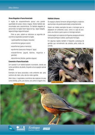 Meio Biótico



Áreas Alagadas e Fauna Associada                                     Hábitats Urbanos
A região do empreendimento possui uma grande                         Os espaços urbanos fornecem abrigos/refúgios a espécies
quantidade de canais, brejos e lagoas. Nestes habitats são           oportunistas e de grande plasticidade comportamental.
encontradas aves características. Os habitats alagados já
                                                                     Podem ser citados exemplos de aves e morcegos que se
percorridos na região foram lagoa do Açu, lagoa Salgada,
                                                                     adaptaram em ambientes rurais, como é o caso do anu-
lagoa do Veiga e lagoa de Iquipari.
                                                                     preto, anu-branco, quero-quero e o morcego-vampiro.
   Entre as aves, podem-se relacionar as seguintes de
                                                                     A arborização com espécies de figueiras assegura alimento
ocorrência registrada e provável na região.
                                                                     tanto para sanhaços e sabiás, quanto para morcegos.
   Ÿ podicipediformes (biguás, tesourão)
                                                                     Em algumas regiões também é frequente a presença de
   Ÿciconiiformes (garças e socós)                                   gambás que normalmente são atraídos pelos restos de
   Ÿanseriformes (patos e marrecos)                                  comida.

   Ÿgruiformes (saracuras e frangos d´água)

   Ÿcharadriiformes (jaçanã, batuíras, maçaricos e
    gaivotas)
   Ÿfalconiformes (falcões, gaviões e águias)

Canaviais e Fauna Associada
Um canavial é um habitat bastante inconstante, devido aos
cortes periódicos da planta, forçando uma ocupação sazonal
da fauna.
Exemplos de fauna associada a este ambiente são: preá,
cachorro-do-mato, cutia, rato-do-mato e gambá.
Além disso, é registrada a ocorrência das espécies de aves
como rolinhas, juritis, anu-branco, anu-preto e o lagarto-teiú.
                                                                            Gambá - Didelphis aurita
        Sabiá - Turdus rufiventris




 46                                       Ecologus                Agrar
                                          Engenharia Consultiva
               Uma empresa do Grupo EBX
 