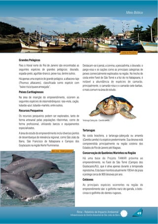 Meio Biótico




                                                                                                                         Colônia de Pescadores


Grandes Pelágicos
Para o litoral norte do Rio de Janeiro são encontradas as                Destacam-se o peroá, a corvina, a pescadinha, o dourado, o
seguintes espécies de grandes pelágicos: dourado,                        pargo-rosa e os cações como as principais categorias de
espada-preto, agulhão-branco, peixe-lua, dentre outros.                  peixes comercialmente explorados na região. No trecho de
Há apenas uma espécie de grande pelágico, a albacora-laje                costa entre Farol de São Tomé e a foz do rio Itabapoana, é
(Thunnus albacares), classificada como espécie com                       notável a abundância de espécies de camarão,
“baixo risco/quase ameaçada”.                                            principalmente, o camarão-rosa e o camarão-sete-barbas,
                                                                         o mais comum na área de estudo.
Peixes Cartilaginosos
Na área de inserção do empreendimento, ocorrem as
seguintes espécies de elasmobrânquios: raia-viola, cação,
tubarão-azul, tubarão-martelo, entre outros.
Recursos Pesqueiros
Os recursos pesqueiros podem ser explorados, tanto de
forma artesanal pelas populações ribeirinhas, como de                    Tartaruga Cabeçuda - Caretta caretta
forma profissional, utilizando barcos e equipamentos
especializados.
                                                                         Tartarugas
A área de estudo do empreendimento inclui diversos pontos
                                                                         Na costa brasileira, a tartaruga-cabeçuda ou amarela
de desembarque de relevância regional, como São João da
                                                                         (Caretta caretta) é a espécie predominante. Sua desova está
Barra, São Francisco de Itabapoana e Campos dos
                                                                         compreendida principalmente na região costeira dos
Goytacazes na região Norte Fluminense.
                                                                         Estados do Rio de Janeiro até Alagoas.
                               Boto-cinza - Sotalia guianensis
                                                                         Conservação de Quelônios Marinhos na Região
                                                                         Há uma base do Projeto TAMAR próxima ao
                                                                         empreendimento, no Farol de São Tomé (Campos dos
                                                                         Goytacazes/RJ), que é ativa apenas durante a temporada
                                                                         reprodutiva. Esta base monitora atualmente 100 km de praia
                                                                         e protege cerca de 900 desovas por ano.
                                                                         Cetáceos
                                                                         As principais espécies ocorrentes na região do
                                                                         empreendimento são: o golfinho-nariz-de-garrafa, o boto-
                                                                         cinza e o golfinho-de-dentes-rugosos.




                                                                  Rima - Relatório de Impacto Ambiental                                          49
                                                           Infraestruturas do Distrito Industrial de São João da Barra
 