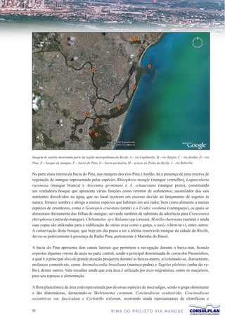 Imagem de satélite mostrando parte da região metropolitana do Recife. A – rio Capibaribe, B – rio Tejipió, C – rio Jordão, D – rio
Pina, E – bosque de mangue, F – bacia do Pina, G – bacia portuária, H – acesso ao Porto do Recife, I – rio Beberibe


Na parte mais interna da bacia do Pina, nas margens dos rios Pina e Jordão, há a presença de uma reserva de
vegetação de mangue representada pelas espécies Rhizophora mangle (mangue vermelho), Laguncularia
racemosa (mangue branco) e Avicennia germinans e A. schaueriana (mangue preto), constituindo
um verdadeiro bosque que apresenta várias funções como retentor de sedimentos; assimilador dos sais
nutrientes dissolvidos na água, que no local ocorrem em excesso devido ao lançamento de esgotos in
natura; fornece sombra e abrigo a muitas espécies que habitam em seu redor, bem como alimento a muitas
espécies de crustáceos, como o Goniopsis cruentata (aratu) e o Ucides cordatus (caranguejo), os quais se
alimentam diretamente das folhas de mangue; servindo também de substrato de aderência para Crassostrea
rhizophorae (ostra-de-mangue), Chthamalus sp e Balanus spp (cracas), Mytella charruana (sururu) e ainda
suas copas são utilizadas para a nidificação de várias aves como a garça, o socó, o bem-te-vi, entre outros.
A conservação deste bosque, que hoje em dia passa a ser a última reserva de mangue da cidade do Recife,
deveu-se praticamente à presença da Rádio Pina, pertencente à Marinha do Brasil.

A bacia do Pina apresenta dois canais laterais que permitem a navegação durante a baixa-mar, ficando
expostas algumas coroas de areia na parte central, sendo a principal denominada de coroa dos Passarinhos,
a qual é o principal alvo de grande atuação pesqueira durante as baixas-mares, aí coletando-se, diariamente,
moluscos comestíveis, como Anomalocardia brasiliana (marisco-pedra) e Tagelus plebeius (unha-de-ve-
lho), dentre outros. Vale ressaltar ainda que esta área é utilizada por aves migratórias, como os maçaricos,
para seu repouso e alimentação.

A flora planctônica da área está representada por diversas espécies de microalgas, sendo o grupo dominante
o das diatomáceas, destacando-se Skeletonema costatum, Coscinodiscus oculusiridis, Coscinodiscus
excentricus var. fasciculata e Cyclotella stylorum, ocorrendo ainda representantes de clorofíceas e

3                                                        R I M A D O P R O J E TO V I A M A N G U E
 