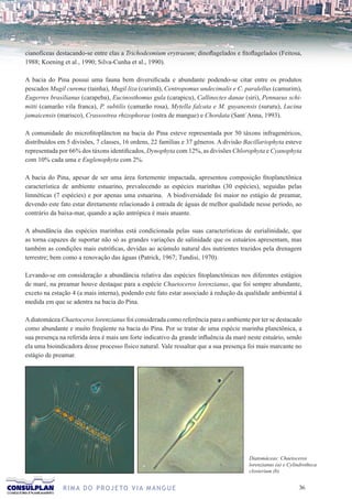 cianofíceas destacando-se entre elas a Trichodesmium erytraeum; dinoflagelados e fitoflagelados (Feitosa,
1988; Koening et al., 1990; Silva-Cunha et al., 1990).

A bacia do Pina possui uma fauna bem diversificada e abundante podendo-se citar entre os produtos
pescados Mugil curema (tainha), Mugil liza (curimã), Centropomus undecimalis e C. paralellus (camurim),
Eugerres brasilianus (carapeba), Eucinosthomus gula (carapicu), Callinectes danae (siri), Pennaeus schi-
mitti (camarão vila franca), P. subtilis (camarão rosa), Mytella falcata e M. guyanensis (sururu), Lucina
jamaicensis (marisco), Crassostrea rhizophorae (ostra de mangue) e Chordata (Sant´Anna, 1993).

A comunidade do microfitoplâncton na bacia do Pina esteve representada por 50 táxons infragenéricos,
distribuídos em 5 divisões, 7 classes, 16 ordens, 22 famílias e 37 gêneros. A divisão Bacillariophyta esteve
representada por 66% dos táxons identificados, Dynophyta com 12%, as divisões Chlorophyta e Cyanophyta
com 10% cada uma e Euglenophyta com 2%.

A bacia do Pina, apesar de ser uma área fortemente impactada, apresentou composição fitoplanctônica
característica de ambiente estuarino, prevalecendo as espécies marinhas (30 espécies), seguidas pelas
limnéticas (7 espécies) e por apenas uma estuarina. A biodiversidade foi maior no estágio de preamar,
devendo este fato estar diretamente relacionado à entrada de águas de melhor qualidade nesse período, ao
contrário da baixa-mar, quando a ação antrópica é mais atuante.

A abundância das espécies marinhas está condicionada pelas suas características de eurialinidade, que
as torna capazes de suportar não só as grandes variações de salinidade que os estuários apresentam, mas
também as condições mais eutróficas, devidas ao acúmulo natural dos nutrientes trazidos pela drenagem
terrestre; bem como a renovação das águas (Patrick, 1967; Tundisi, 1970).

Levando-se em consideração a abundância relativa das espécies fitoplanctônicas nos diferentes estágios
de maré, na preamar houve destaque para a espécie Chaetoceros lorenzianus, que foi sempre abundante,
exceto na estação 4 (a mais interna), podendo este fato estar associado à redução da qualidade ambiental à
medida em que se adentra na bacia do Pina.

A diatomácea Chaetoceros lorenzianus foi considerada como referência para o ambiente por ter se destacado
como abundante e muito freqüente na bacia do Pina. Por se tratar de uma espécie marinha planctônica, a
sua presença na referida área é mais um forte indicativo da grande influência da maré neste estuário, sendo
ela uma bioindicadora desse processo físico natural. Vale ressaltar que a sua presença foi mais marcante no
estágio de preamar.




                                                                                       Diatomáceas: Chaetoceros
                                                                                       lorenzianus (a) e Cylindrotheca
                                                                                       closterium (b)


              R I M A D O P R O J E TO V I A M A N G U E                                                     36
 