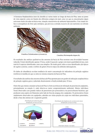 A biomassa fitoplanctônica (teor de clorofila a) variou muito ao longo da bacia do Pina, tanto no ponto
de vista espacial, como em função dos diferentes estágios da maré, uma vez que as concentrações algais
estiveram muito elevadas na baixa-mar, situação característica de ambiente hipereutrófico. Este estado tró-
fico é conseqüência da forte ação antrópica, que provoca a entrada excessiva de sais nutrientes no referido
ambiente.




            Cianofícea Trichodesmium erytraeum (a).
                                                                            Cianofícea Merismopedia elegans (b).


Os resultados das análises qualitativas das amostras da bacia do Pina mostram uma diversidade bastante
reduzida. Foram identificados apenas 18 taxa, sendo Copepoda o grupo com maior quantidade de taxa, num
total de 8 espécies identificadas, mais seus náuplios. De modo geral, todos os taxa identificados são típicos
de regiões costeiras, sendo o rotífero do gênero Rotaria típico de ambiente dulciaquícola.

Os dados de abundância revelam tendência de maior concentração de indicadores de poluição orgânica
(rotíferos) à medida em que se entra no sistema estuarino da bacia do Pina.

O resultados das análises das amostras da bacia do Pina apontam para um quadro de indicação zooplanctônica
de poluição orgânica grave, reduzindo drasticamente a biodiversidade para 18 taxa.

Outro fato que chama a atenção na bacia do Pina é a forte ocorrência de infestação de parasitas de copépodos,
principalmente na estação 4, onde observa-se maior comprometimento ambiental. Muitos indivíduos
foram observados com grandes índices de parasitismo por protozoários e/ou possivelmente bactérias, que
produzem uma espécie de filamentos pelo lado de fora da carapaça dos copépodos. Os protozoários foram
amplamente observados em copépodos, aderidos em várias porções do corpo nos indivíduos parasitados,
desde a base das antenas até o segmento genital.
                       Distribuição percentual dos táxons               .Distribuição das freqüências de ocorrência dos táxons
                        identificados na bacia do Pina.                             identificados na bacia do Pina
                                          66%

                                                                                                     78,26%




                 12%                                 10%
                            2%            10%
                                                                                      10,87%                              10,87%
          CYANOPHYTA             EUGLENOPHYTA     DYNOPHYTA
          BACILLARIOPHYTA        CHLOROPHYTA                                     Muito Freqüente   Freqüente   Pouco Freqüente




37                                                            R I M A D O P R O J E TO V I A M A N G U E
 