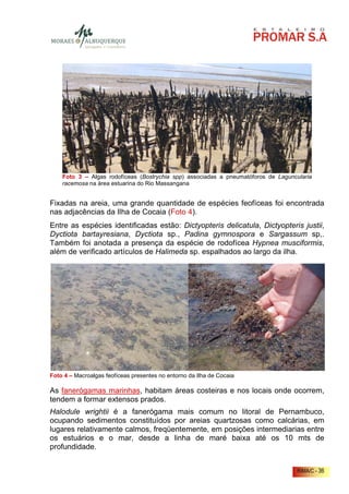 Foto 3 – Algas rodofíceas (Bostrychia spp) associadas a pneumatóforos de Laguncularia
    racemosa na área estuarina do Rio Massangana.


Fixadas na areia, uma grande quantidade de espécies feofíceas foi encontrada
nas adjacências da Ilha de Cocaia (Foto 4).
Entre as espécies identificadas estão: Dictyopteris delicatula, Dictyopteris justii,
Dyctiota bartayresiana, Dyctiota sp., Padina gymnospora e Sargassum sp,.
Também foi anotada a presença da espécie de rodofícea Hypnea musciformis,
além de verificado artículos de Halimeda sp. espalhados ao largo da ilha.




Foto 4 – Macroalgas feofíceas presentes no entorno da Ilha de Cocaia.

As fanerógamas marinhas, habitam áreas costeiras e nos locais onde ocorrem,
tendem a formar extensos prados.
Halodule wrightii é a fanerógama mais comum no litoral de Pernambuco,
ocupando sedimentos constituídos por areias quartzosas como calcárias, em
lugares relativamente calmos, freqüentemente, em posições intermediarias entre
os estuários e o mar, desde a linha de maré baixa até os 10 mts de
profundidade.


                                                                                    RIMA/C - 36
 