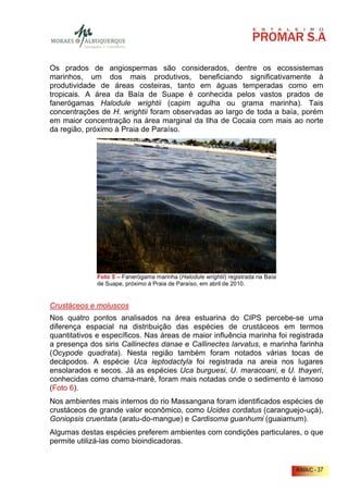 Os prados de angiospermas são considerados, dentre os ecossistemas
marinhos, um dos mais produtivos, beneficiando significativamente à
produtividade de áreas costeiras, tanto em águas temperadas como em
tropicais. A área da Baía de Suape é conhecida pelos vastos prados de
fanerógamas Halodule wrightii (capim agulha ou grama marinha). Tais
concentrações de H. wrightii foram observadas ao largo de toda a baía, porém
em maior concentração na área marginal da Ilha de Cocaia com mais ao norte
da região, próximo à Praia de Paraíso.




              Foto 5 – Fanerógama marinha (Halodule wrightii) registrada na Baía
              de Suape, próximo à Praia de Paraíso, em abril de 2010.


Crustáceos e moluscos
Nos quatro pontos analisados na área estuarina do CIPS percebe-se uma
diferença espacial na distribuição das espécies de crustáceos em termos
quantitativos e específicos. Nas áreas de maior influência marinha foi registrada
a presença dos siris Callinectes danae e Callinectes larvatus, e marinha farinha
(Ocypode quadrata). Nesta região também foram notados várias tocas de
decápodos. A espécie Uca leptodactyla foi registrada na areia nos lugares
ensolarados e secos. Já as espécies Uca burguesi, U. maracoani, e U. thayeri,
conhecidas como chama-maré, foram mais notadas onde o sedimento é lamoso
(Foto 6).
Nos ambientes mais internos do rio Massangana foram identificados espécies de
crustáceos de grande valor econômico, como Ucides cordatus (caranguejo-uçá),
Goniopsis cruentata (aratu-do-mangue) e Cardisoma guanhumi (guaiamum).
Algumas destas espécies preferem ambientes com condições particulares, o que
permite utilizá-las como bioindicadoras.


                                                                                   RIMA/C - 37
 
