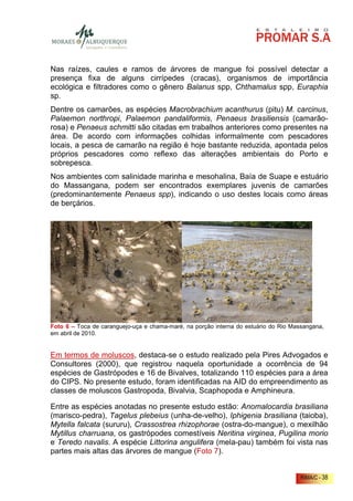 Nas raízes, caules e ramos de árvores de mangue foi possível detectar a
presença fixa de alguns cirrípedes (cracas), organismos de importância
ecológica e filtradores como o gênero Balanus spp, Chthamalus spp, Euraphia
sp.
Dentre os camarões, as espécies Macrobrachium acanthurus (pitu) M. carcinus,
Palaemon northropi, Palaemon pandaliformis, Penaeus brasiliensis (camarão-
rosa) e Penaeus schmitti são citadas em trabalhos anteriores como presentes na
área. De acordo com informações colhidas informalmente com pescadores
locais, a pesca de camarão na região é hoje bastante reduzida, apontada pelos
próprios pescadores como reflexo das alterações ambientais do Porto e
sobrepesca.
Nos ambientes com salinidade marinha e mesohalina, Baía de Suape e estuário
do Massangana, podem ser encontrados exemplares juvenis de camarões
(predominantemente Penaeus spp), indicando o uso destes locais como áreas
de berçários.




Foto 6 – Toca de caranguejo-uça e chama-maré, na porção interna do estuário do Rio Massangana,
em abril de 2010.


Em termos de moluscos, destaca-se o estudo realizado pela Pires Advogados e
Consultores (2000), que registrou naquela oportunidade a ocorrência de 94
espécies de Gastrópodes e 16 de Bivalves, totalizando 110 espécies para a área
do CIPS. No presente estudo, foram identificadas na AID do empreendimento as
classes de moluscos Gastropoda, Bivalvia, Scaphopoda e Amphineura.

Entre as espécies anotadas no presente estudo estão: Anomalocardia brasiliana
(marisco-pedra), Tagelus plebeius (unha-de-velho), Iphigenia brasiliana (taioba),
Mytella falcata (sururu), Crassostrea rhizophorae (ostra-do-mangue), o mexilhão
Mytillus charruana, os gastrópodes comestíveis Neritina virginea, Pugilina morio
e Teredo navalis. A espécie Littorina angulifera (mela-pau) também foi vista nas
partes mais altas das árvores de mangue (Foto 7).


                                                                                      RIMA/C - 38
 