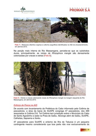 Foto 7 – Moluscos (Neritina virginea e Littorina angulifera) identificados na AID do empreendimento,
 em abril de 2010.

Na porção mais interna do Rio Massangana, percebe-se que os substratos
duros, principalmente, as raízes de Rhizophora mangle são densamente
colonizadas por cracas e ostras (Foto 8).




Foto 8 – Ostras e cracas colonizando raízes de Rhizophora mangle na margem esquerda do Rio
Massangana, em abril de 2010.


Esforço de Pesca na AID
De acordo com levantamento da Prefeitura do Cabo informado pela Colônia de
pescadores, a área da bacia de SUAPE congrega 47 pescadores, dos 489
associados à Colônia Z-8. Tal Colônia tem jurisdição sobre o Município do Cabo
de Santo Agostinho e sede na Praia de Gaibu. Abrange além de Gaibu, SUAPE,
Calheitas, Itapoama e Xaréu.
47 pescadores para SUAPE e entorno da Ilha de Tatuoca é um pequeno
contingente mesmo considerando que boa parte não vive exclusivamente da

                                                                                            RIMA/C - 39
 