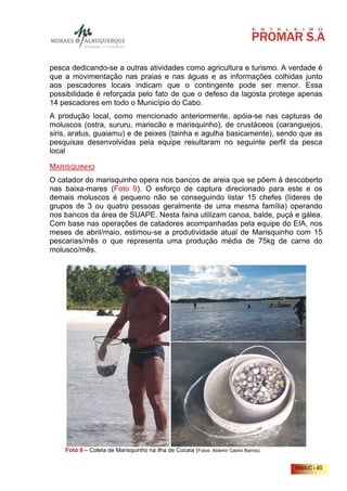 pesca dedicando-se a outras atividades como agricultura e turismo. A verdade é
que a movimentação nas praias e nas águas e as informações colhidas junto
aos pescadores locais indicam que o contingente pode ser menor. Essa
possibilidade é reforçada pelo fato de que o defeso da lagosta protege apenas
14 pescadores em todo o Município do Cabo.
A produção local, como mencionado anteriormente, apóia-se nas capturas de
moluscos (ostra, sururu, mariscão e marisquinho), de crustáceos (caranguejos,
siris, aratus, guaiamu) e de peixes (tainha e agulha basicamente), sendo que as
pesquisas desenvolvidas pela equipe resultaram no seguinte perfil da pesca
local

MARISQUINHO
O catador do marisquinho opera nos bancos de areia que se põem à descoberto
nas baixa-mares (Foto 9). O esforço de captura direcionado para este e os
demais moluscos é pequeno não se conseguindo listar 15 chefes (líderes de
grupos de 3 ou quatro pessoas geralmente de uma mesma família) operando
nos bancos da área de SUAPE. Nesta faina utilizam canoa, balde, puçá e gálea.
Com base nas operações de catadores acompanhadas pela equipe do EIA, nos
meses de abril/maio, estimou-se a produtividade atual de Marisquinho com 15
pescarias/mês o que representa uma produção média de 75kg de carne do
molusco/mês.




    Foto 9 – Coleta de Marisquinho na ilha de Cocaia (Fotos: Aldemir Castro Barros).


                                                                                       RIMA/C - 40
 
