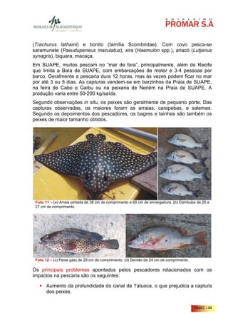 (Trachurus lathami) e bonito (família Scombridae). Com covo pesca-se
saramunete (Pseudupeneus maculatus), xira (Haemulon spp.), ariacó (Lutjanus
synagris), biquara, macaça.
Em SUAPE, muitos pescam no “mar de fora”, principalmente, além do Recife
que limita a Baía de SUAPE, com embarcações de motor e 3-4 pessoas por
barco. Geralmente a pescaria dura 12 horas, mas às vezes podem ficar no mar
por até 3 ou 5 dias. As capturas vendem-se em barzinhos da Praia de SUAPE,
na feira de Cabo o Gaibu ou na peixaria de Neném na Praia de SUAPE. A
produção varia entre 50-200 kg/saída.
Segundo observações in situ, os peixes são geralmente de pequeno porte. Das
capturas observadas, os maiores foram as arraias, carapebas, e salemas.
Segundo os depoimentos dos pescadores, os bagres e tainhas são também os
peixes de maior tamanho obtidos.




 Foto 11 – (a) Arraia pintada de 38 cm de comprimento e 60 cm de envergadura. (b) Cambuba de 20 a
 27 cm de comprimento.




 Foto 12 – (c) Peixe gato de 29 cm de comprimento. (d) Dentão de 24 cm de comprimento.

Os principais problemas apontados pelos pescadores relacionados com os
impactos na pescaria são os seguintes:

       Aumento da profundidade do canal de Tatuoca, o que prejudica a captura
       dos peixes.


                                                                                         RIMA/C - 44
 