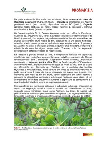 Na parte sudeste da Ilha, mais para o interior, foram observados, além de
Manilkara salzmannii (A.DC.) H.J.Lam, indivíduos emergentes de Tapirira
guianensis Aubl. (pau pombo), Byrsonima sericea DC (murici), Cupania
revoluta Radlk (caboatã de rego), Cocos nucifera L. (coqueiro), Schinus
terebinthifolius Raddi (aroeira da praia),
Buchenavia capitata Eichl., Cereus fernambucensis Lem., além de Vismia sp.,
Guatteria sp., Psychotria sp., várias Lauraceae (espécies predominantes) e de
Manihot sp.(maniçoba, espécie, segundo os moradores, introduzida na ilha). As
árvores apresentam altura média de 5m, observando-se um estrato herbáceo-
arbustivo aberto, presença de serrapilheira e regeneração natural. A presença
da Manihot na área e em outros pontos, segundo uma moradora, comprova a
existência de roça há algum tempo atrás. Trata-se, pois, de vegetação
secundária em estágio processo de regeneração.
Em direção à porção central da ilha, a composição florística da vegetação
mantém-se sem variações, acrescentando-se indivíduos esparsos de Cereus
fernambucensis Lem., conhecida vulgarmente como cardeiro; Anacardium
occidentale L., cajueiro; Andira nitida Mart. ex Benth., angelim; Pithecolobium
avaremotemo Mart., espécies comuns em todos os locais da ilha, além de Clusia
sp., Coccoloba sp., Cecropia sp., Tabebuia sp., e espécies das famílias
Myrtaceae e Nyctaginaceae, muito comuns em todos os ambientes visitados. O
porte das árvores é maior do que o observado nas áreas mais à praia, com
indivíduos com mais de 8m de altura, sendo observada em vários trechos a
presença de pteridófitas formando o sub-bosque herbáceo. Além disso, há um
adensamento no estrato arbustivo e aumenta a espessura de serrapilheira e a
quantidade de indivíduos jovens na regeneração natural.
Intercalando-se às formações arbóreas e arbustivas arbóreas, encontram-se
áreas com vegetação rasteira, como o situado nas proximidades da praia,
nomeada pelos moradores locais como “salinas”. As áreas de salinas são
periodicamente inundadas pelo mar e contam apenas com vegetação herbácea,
tendo sido registrada a presença de Conocarpus erectus L. (mangue de botão).




Foto 14 – Frutificação de Conocarpus erectus (mangue de botão) em área de salinas, na Ilha de Tatuoca,
Suape, Pernambuco.


                                                                                                   RIMA/C - 50
 