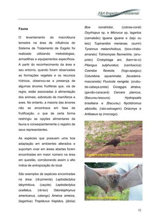32
Fauna
O levantamento da macrofauna
terrestre na área de influência do
Sistema de Tratamento de Esgoto foi
realizado utilizando metodologias,
armadilhas e equipamentos específicos.
A partir do reconhecimento da área e
seu entorno, quando foram observadas
as formações vegetais e os recursos
hídricos, observou-se a presença de
algumas árvores frutíferas que, via de
regra, estão associadas à alimentação
dos animais, sobretudo de mamíferos e
aves. No entanto, a maioria das árvores
não se encontrava em fase de
frutificação, o que de certa forma
restringiu as opções alimentares da
fauna e conseqüentemente o registro de
seus representantes.
As espécies que possuem uma boa
adaptação em ambientes alterados e
suportam viver em áreas abertas foram
encontradas em maior número na área
em questão, corroborando assim o alto
índice de antropização do local.
São exemplos de espécies encontradas
na área: (rã-pimenta) Leptodactylus
labyrinticus, (caçote) Leptodactylus
ocellatus, (rã-boi) Odontophrynus
americanus, calango) Ameiva ameiva,
(lagartixa) Tropidurus hispidus, (jibóia)
Boa constrictor, (cobras-coral)
Oxyrhopus sp. e Micrurus sp, lagartos
(camaleão) Iguana iguana e (tejú ou
teiú) Tupinambis merianae, (suiriri)
Tyrannus melancholicus, (bico-chato-
amarelo) Tolmomyias flaviventris, (anu-
preto) Crotophaga ani, (bem-te-vi)
Pitangus sulphuratus; (cambacica)
Coereba flaveola; (fogo-apagou)
Columbina squammata; (lavadeira-
mascarada) Fluvicola nengeta; (urubu-
de-cabeça-preta) Coragyps atratus,
(gavião-caracará) Carcara plancus,
(Bacurau-tesoura) Hydropsalis
brasiliana e (Bacurau) Nyctidromus
albicollis, (rato-selvagem) Orizomys e
Artibaeus sp (morcego).
Carcara plancus (Gavião-caracará)
Artibaeus sp (Morcego )
 