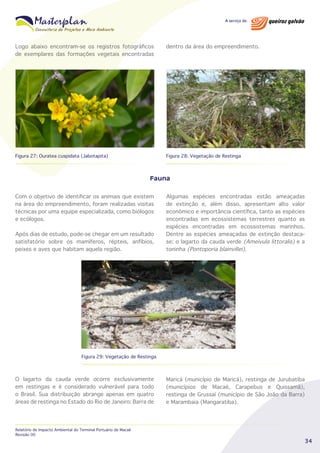 Logo abaixo encontram-se os registros fotográficos
de exemplares das formações vegetais encontradas

dentro da área do empreendimento.

Figura 27: Ouratea cuspidata (Jabotapita)

Figura 28: Vegetação de Restinga

Fauna
Com o objetivo de identificar os animais que existem
na área do empreendimento, foram realizadas visitas
técnicas por uma equipe especializada, como biólogos
e ecólogos.
Após dias de estudo, pode-se chegar em um resultado
satisfatório sobre os mamíferos, répteis, anfíbios,
peixes e aves que habitam aquela região.

Algumas espécies encontradas estão ameaçadas
de extinção e, além disso, apresentam alto valor
econômico e importância científica, tanto as espécies
encontradas em ecossistemas terrestres quanto as
espécies encontradas em ecossistemas marinhos.
Dentre as espécies ameaçadas de extinção destacase: o lagarto da cauda verde (Ameivula littoralis) e a
toninha (Pontoporia blainvillei).

Figura 29: Vegetação de Restinga

O lagarto da cauda verde ocorre exclusivamente
em restingas e é considerado vulnerável para todo
o Brasil. Sua distribuição abrange apenas em quatro
áreas de restinga no Estado do Rio de Janeiro: Barra de

Relatório de Impacto Ambiental do Terminal Portuário de Macaé
Revisão 00

Maricá (município de Maricá), restinga de Jurubatiba
(municípios de Macaé, Carapebus e Quissamã),
restinga de Grussaí (município de São João da Barra)
e Marambaia (Mangaratiba).

34

 